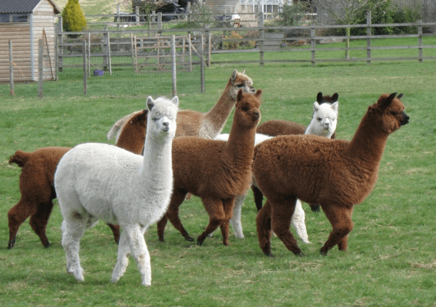 Simply Alpaca